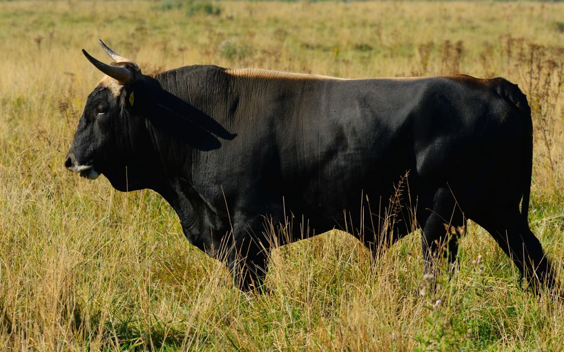 'Manolo Uno' - one of the first cross-breeds of the Tauros programme. 