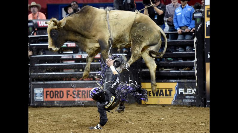 Stetson Lawrence falls off a bull during a Professional Bull Riders event in New York on Friday, January 6.