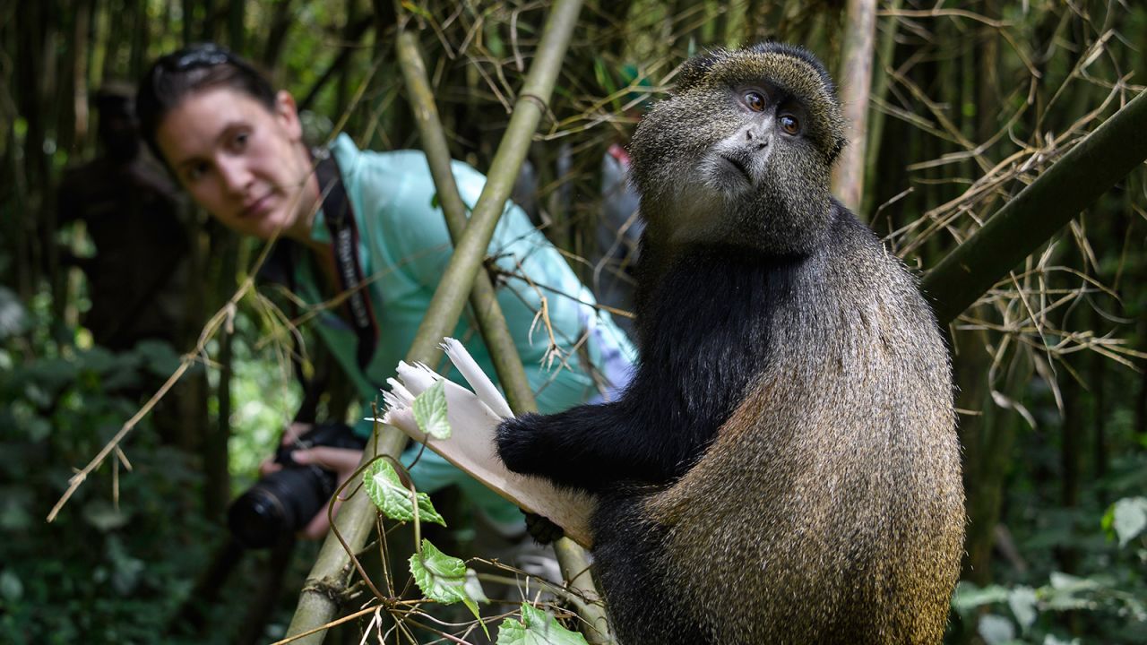 <strong>Forest villa in Rwanda: </strong>Bisate Lodge, on the edge of Volcanoes National Park, is due to open in June 2017, offering a luxury destination for safari enthusiasts hoping to glimpse endangered silverback gorillas.