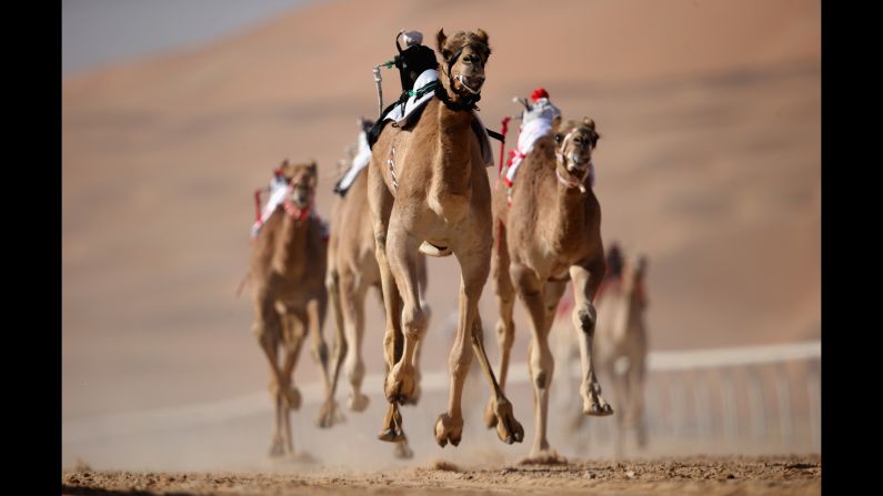 Robotic jockeys control camels during the Liwa Sports Festival in Abu Dhabi, United Arab Emirates, on Tuesday, January 3.