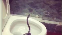Brett Eldredge snake in toilet_00002713.jpg