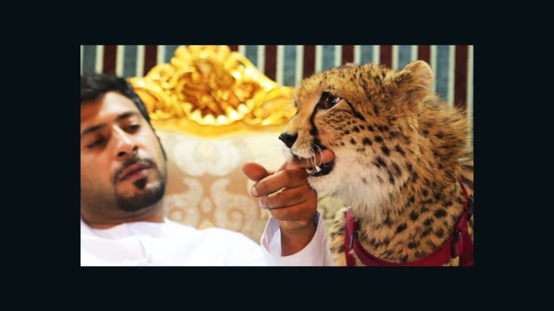 UAE Outlaws Keeping Wild Animals as Pets