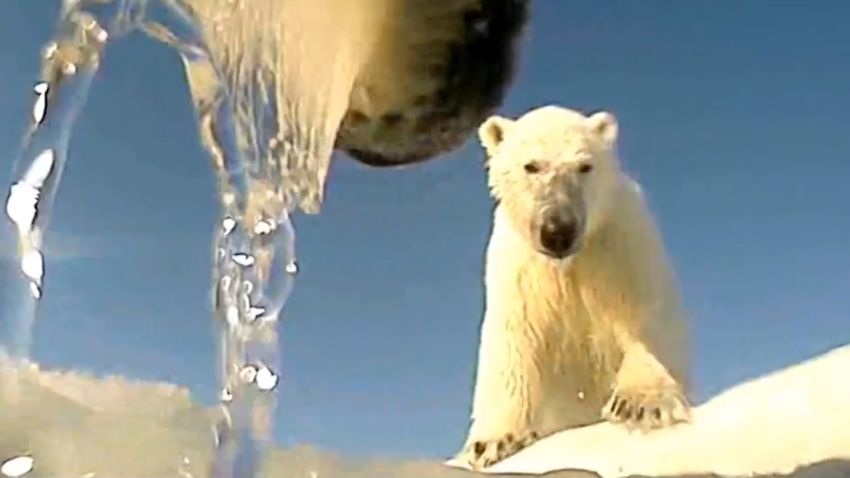 polar bear camera arctic usgs 2