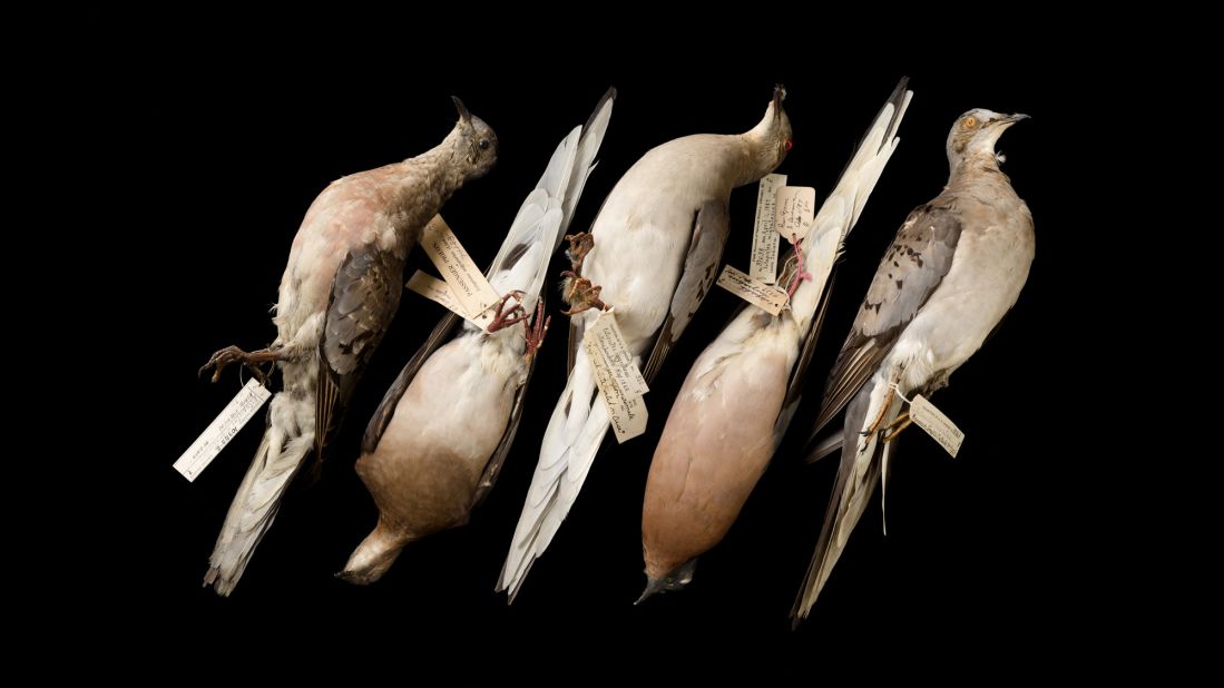 These dead passenger pigeons are from the archives of the Field Museum of Natural History. The Chicago museum holds many dead animals -- many of which are extinct or on the way to being extinct. The passenger pigeon was once one of the most prominent bird species in eastern North America. But deforestation and reckless hunting brought its population close to zero. The last one died at the Cincinnati Zoo in 1914.