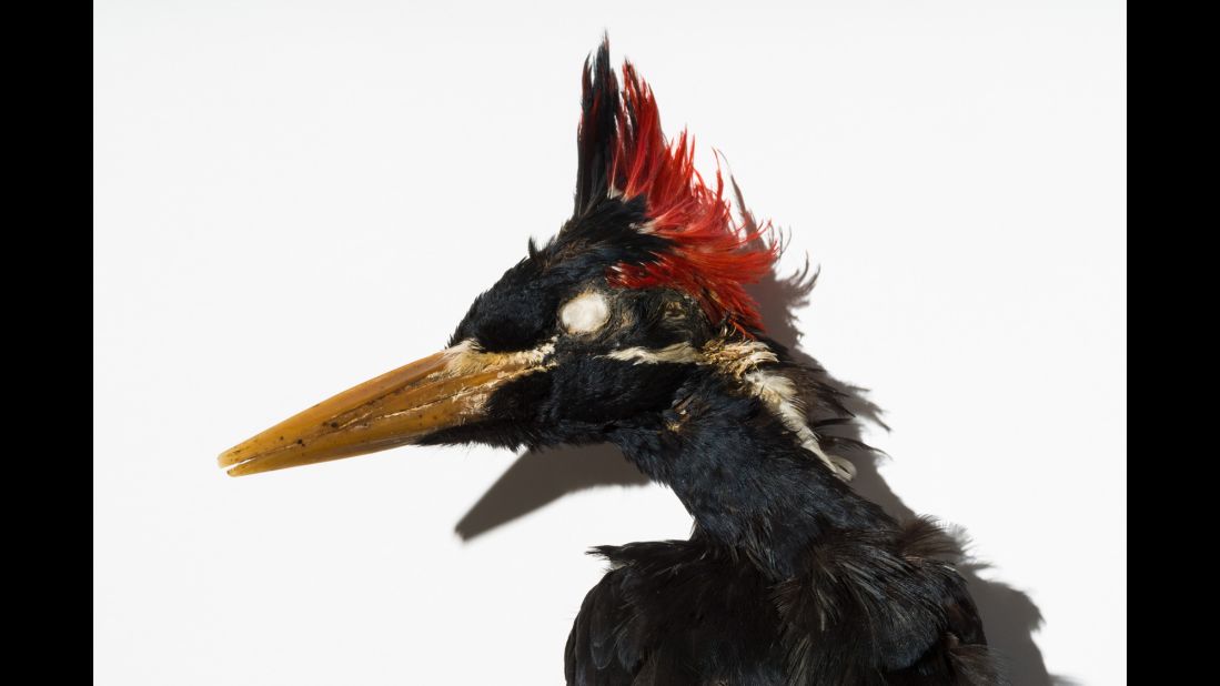 The Cuban ivory-billed woodpecker, now thought to be extinct, was last seen in the 1980s. Deforestation devastated its habitats and its primary food source (large beetle larvae). By the 1950s, the bird was confined to an isolated area of pine forest in eastern Cuba, where its numbers continued to rapidly decline.