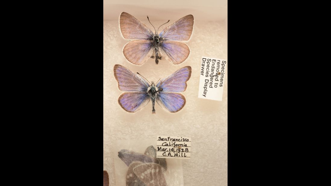 The Xerces blue butterfly was last observed in the wild in 1941. The species was of great interest to butterfly experts because each specimen exhibited incredible variation in its wing patterns. It was native to the coastal sand dunes of San Francisco before losing its habitat to urbanization. It was the first North American butterfly to become extinct as the result of human action.
