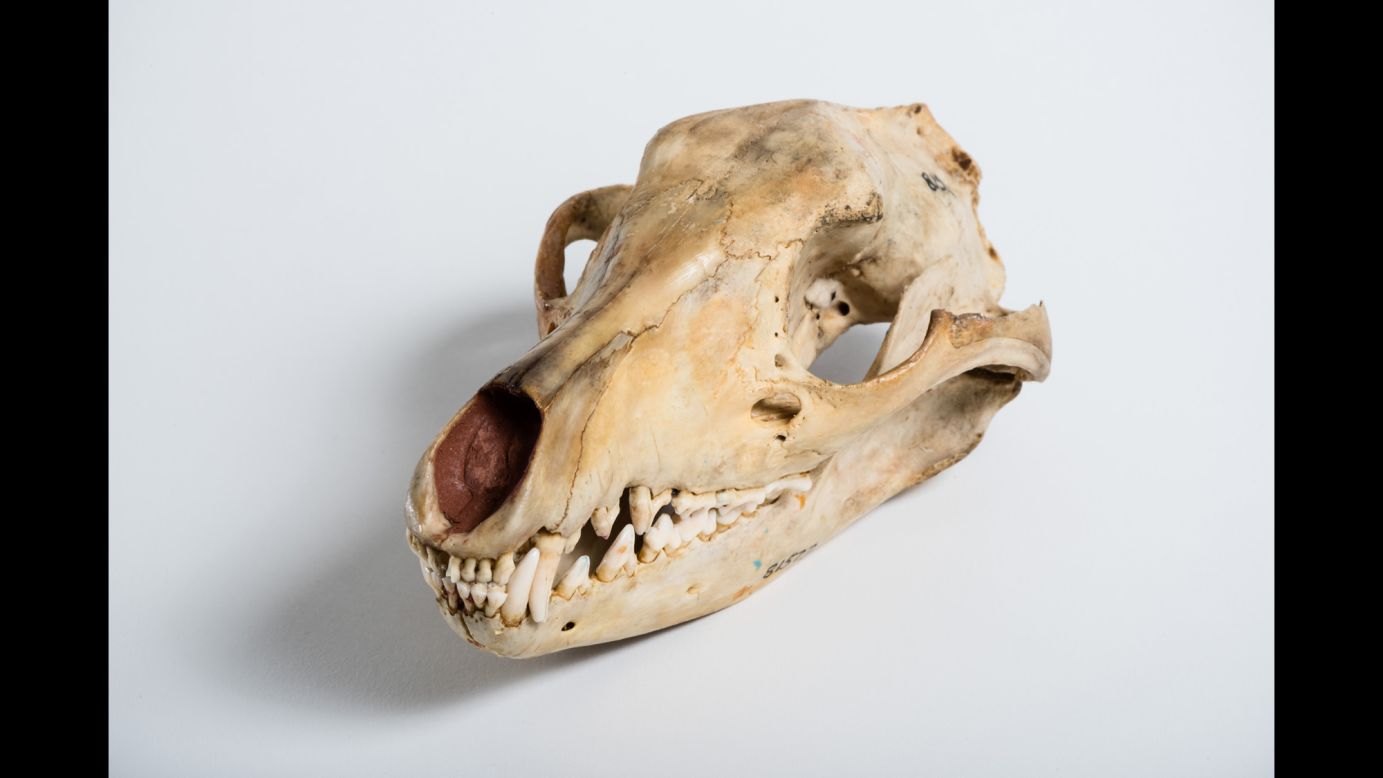 The last known thylacine, or Tasmanian tiger, died in captivity in 1936. The dog-like marsupial could only be found on the Australian island of Tasmania, but thousands were eradicated after European colonists killed them for attacking sheep. Today the thylacine remains a major component of Tasmanian culture. It maintains almost Loch Ness Monster status, with regular claims of unsubstantiated sightings.