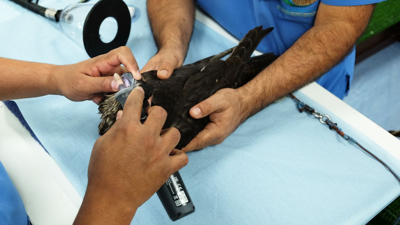 <strong>Trimming: </strong>In captivity, birds' beaks and claws need to be regularly trimmed. In the wild they wear down naturally.