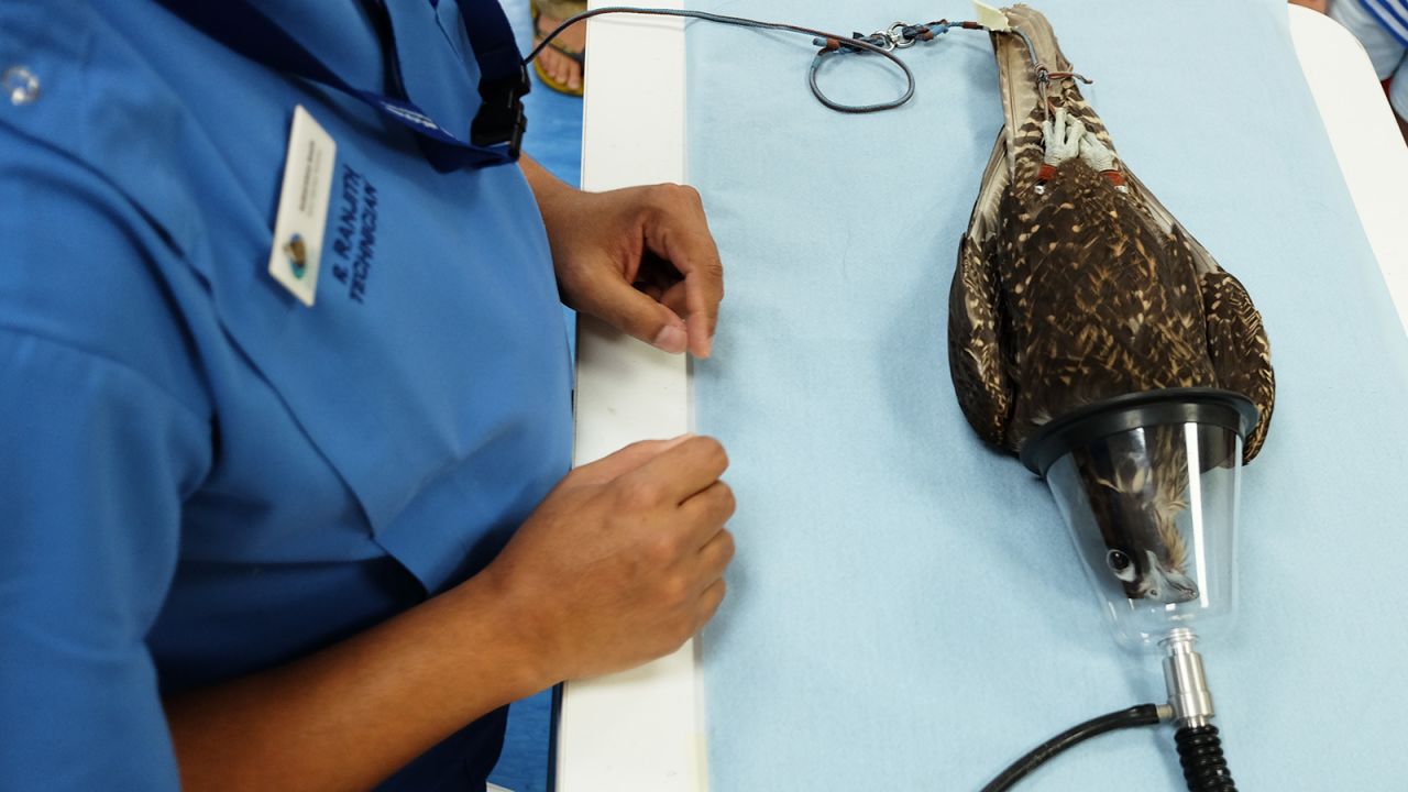 <strong>Under anesthetic: </strong>Even for simple procedures, the falcons are put under sedation to spare them from distress and to allow for the work to be carried out properly.
