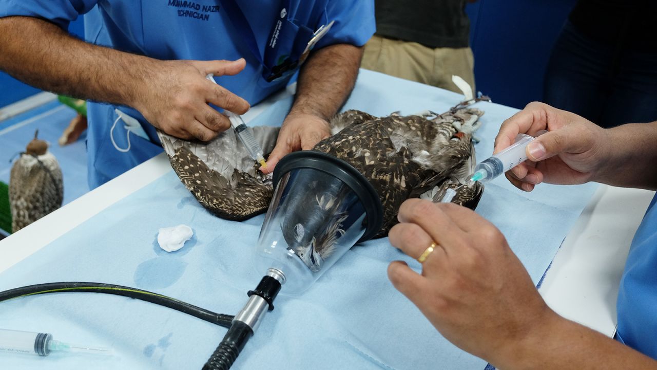 <strong>Dehydrated bird: </strong>Here a dehydrated falcon receives injections of saline and glucose. The hospital employs 107 staff and has a fully equipped laboratory.