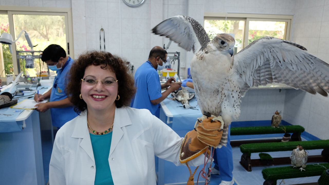 <strong>Falcon queen of Arabia:</strong> The Abu Dhabi Falcon Hospital is one of the most popular tourist attractions in the UAE's capital. It's a world-leading center of falconry medicine headed by German veterinarian Margit Gabriele Müller.