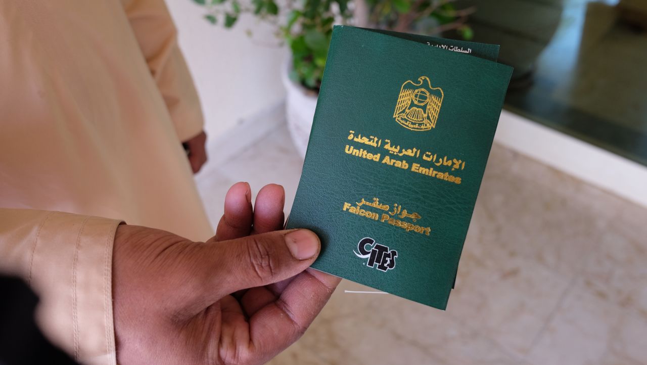 Falcons even get their own passports to travel on board flights in the UAE.