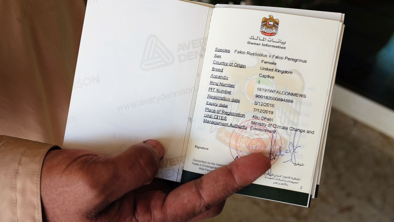 Inside the falcon's passport, it details the bird's ID number which matches the ID ring on its leg.