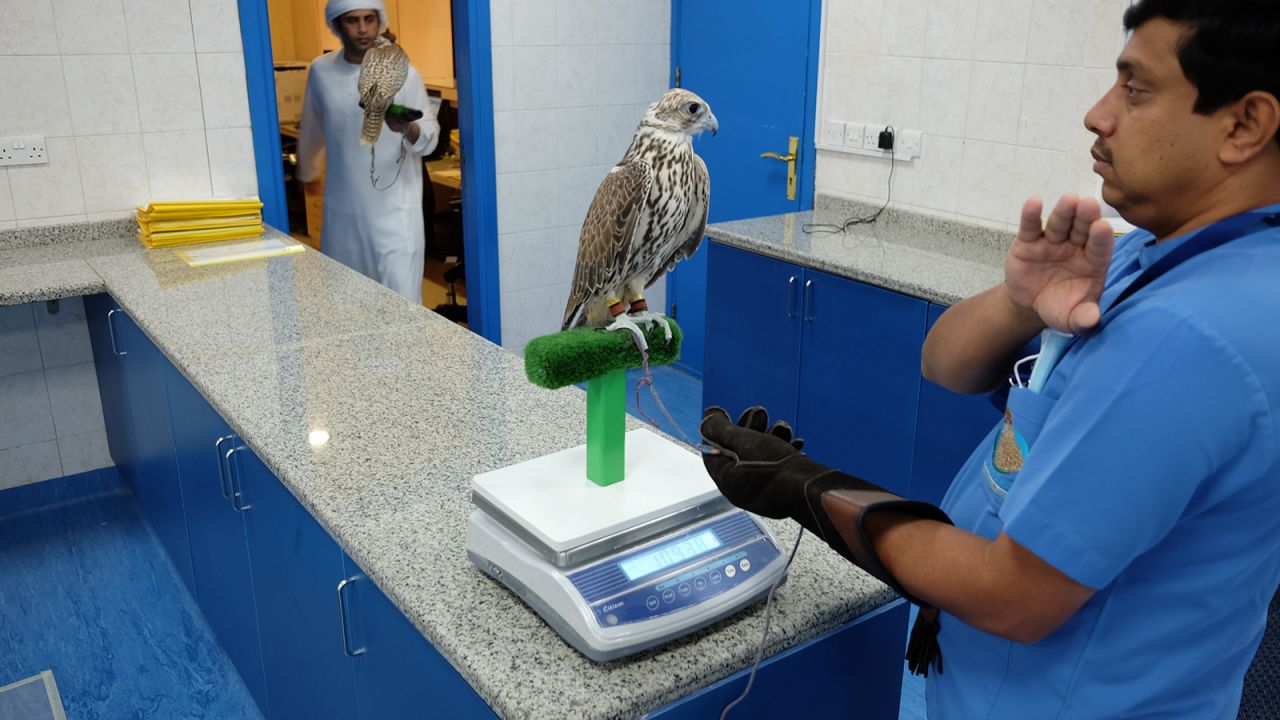 <strong>Falcon triage:</strong> The center runs much like a human hospital. On arrival, the birds are weighed and assessed for symptoms or injuries. 
