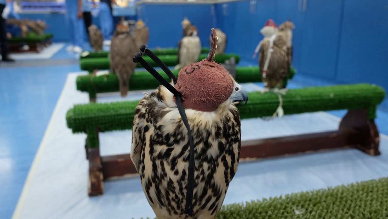 <strong>Leather hoods: </strong>While at the hospital, the birds wear specially fitted hoods to keep them calm, particularly when they're around other falcons.