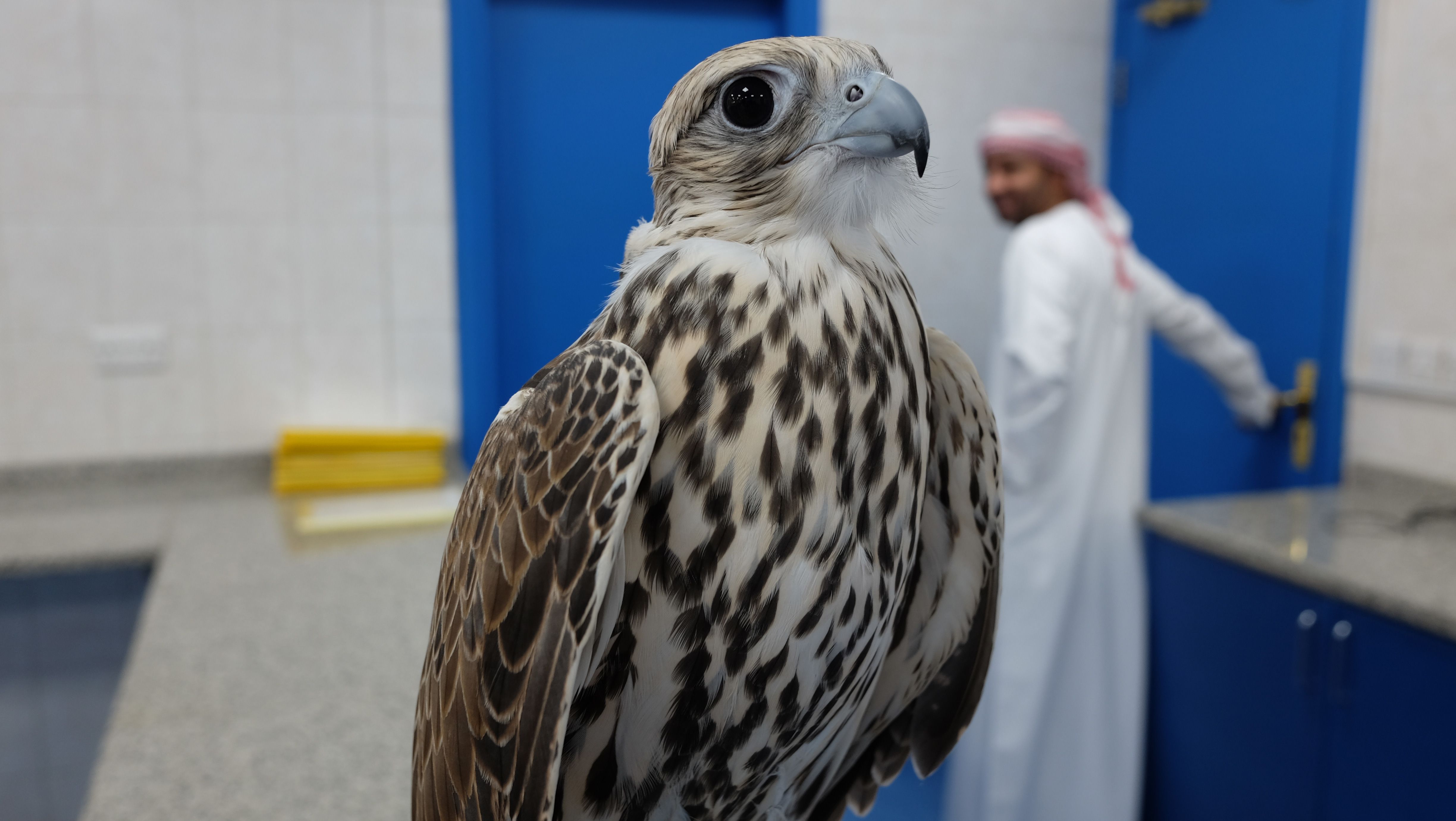 Falcons on a plane: First class treatment for birds of prey | CNN