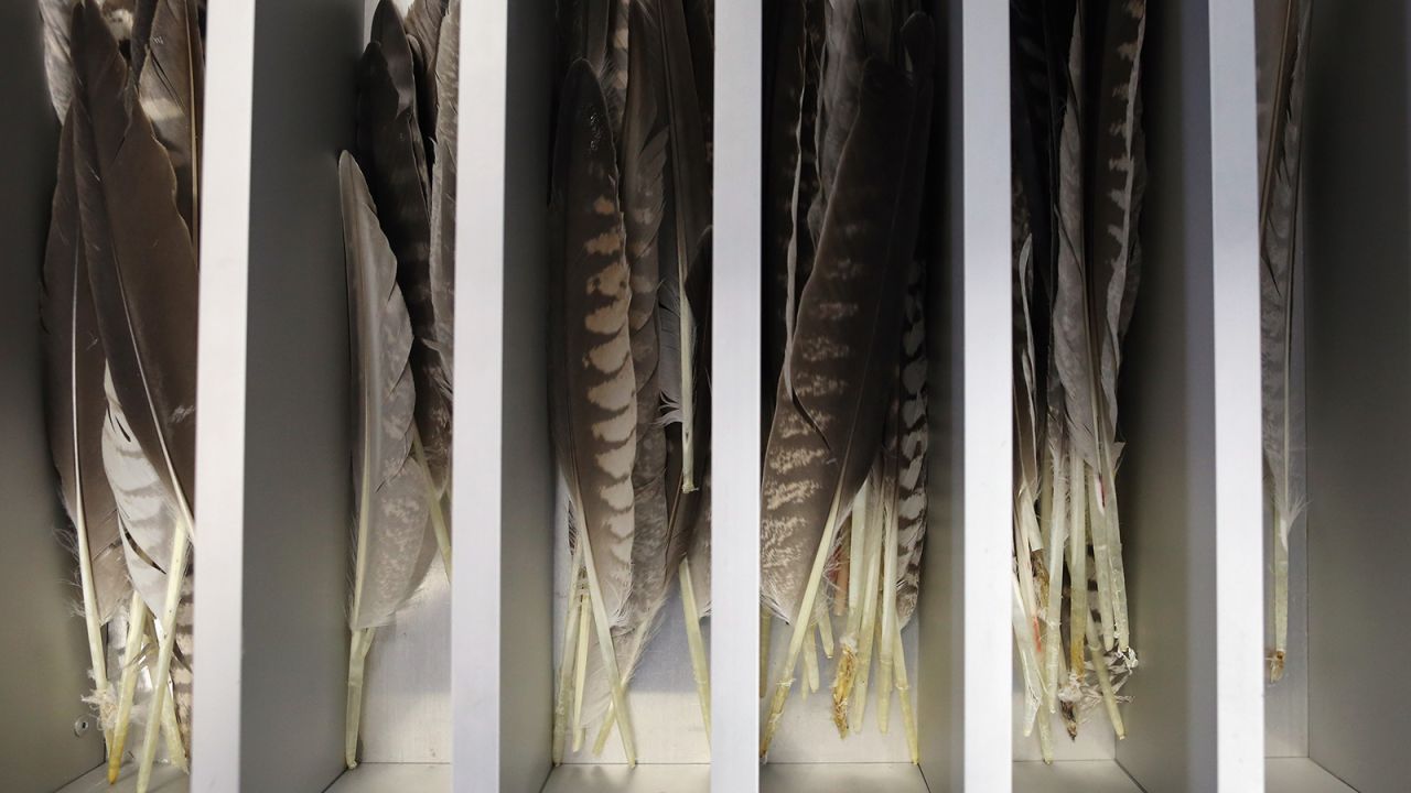 <strong>Broken wings:</strong> One common procedure is repairing damaged feathers. The hospital keeps a drawer full of spares of different sizes and colors, which can be splinted onto damaged plumage.