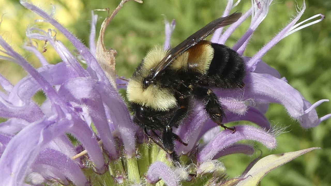 The rusty patched bumblebee lives in 13 states and one Canadian province. 