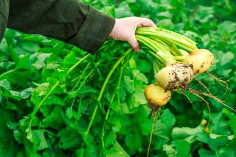 Turnips are a cruciferous vegetable, known for their high concentrations of vitamins, minerals and health-promoting carotenoids. They're also great sources of fiber, folate and vitamins C, E and K.