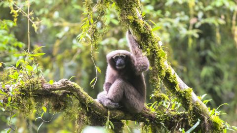 There are thought to be less than 200 endangered Skywalker gibbons in China.