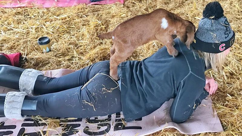 'Goat yoga' is a thing - and hundreds are lining up for it | CNN