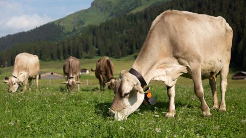 Swiss cows wearing bells