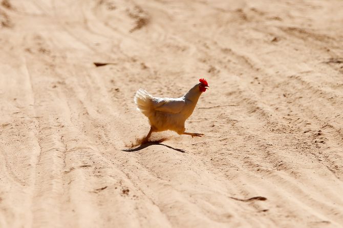 Crossing the road is a questionable business for chickens at the best of times, but it's even riskier for this brave bird -- pictured on the track during stage two between Resistencia and San Miguel de Tucuman.