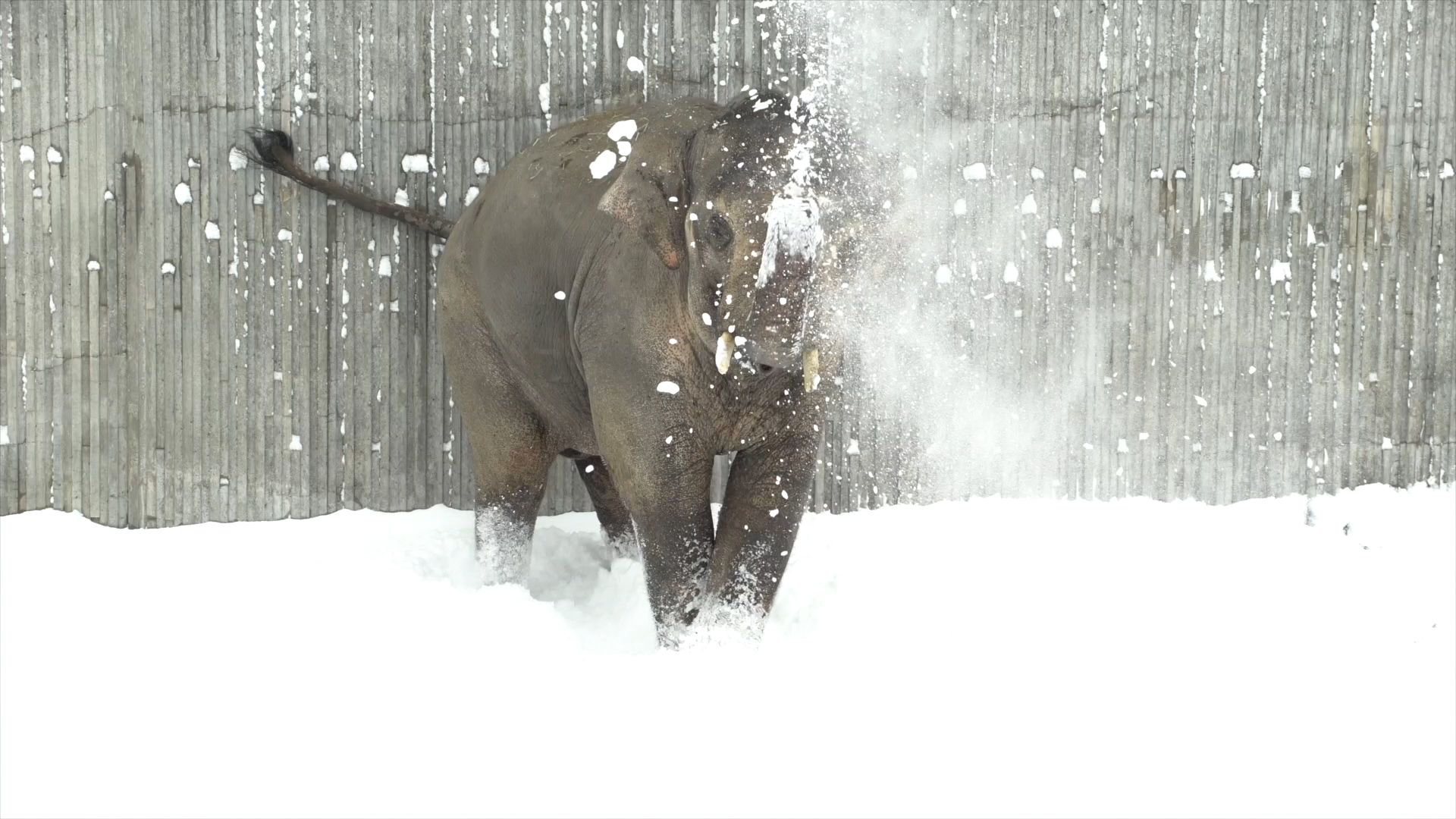 Elephant enjoys snow at the Oregon Zoo | CNN