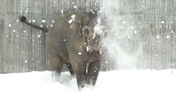Elephant Oregon Zoo snow 6