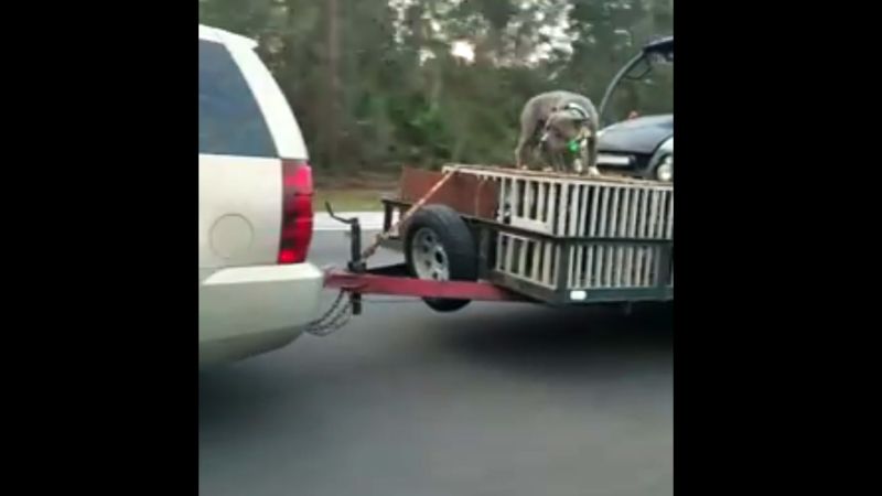 Transport a pet in the best sale bed of an open pickup truck