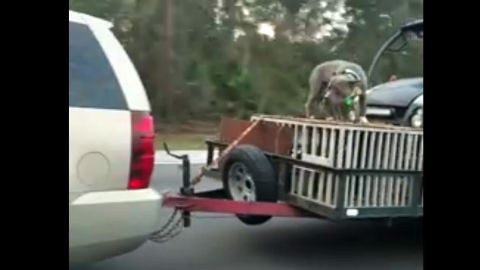 Authorities are investigating a Florida driver after video surfaced of a dog being chained to the top of an open trailer.