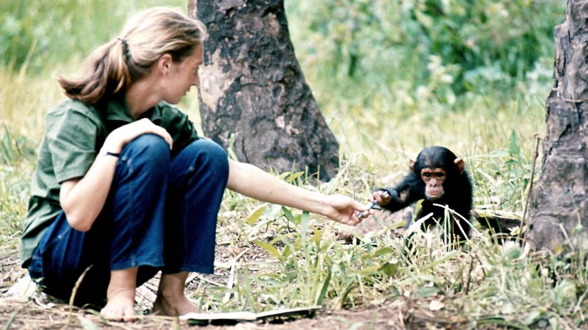Young researcher Jane Goodall with baby chimpanzee Flint at Gombe Stream Reasearch Center in Tanzania.