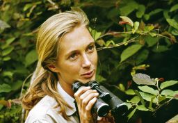 A young Jane Goodall in Gombe National Park.