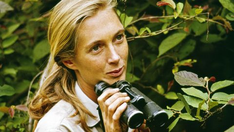 A young Jane Goodall in Gombe National Park.
