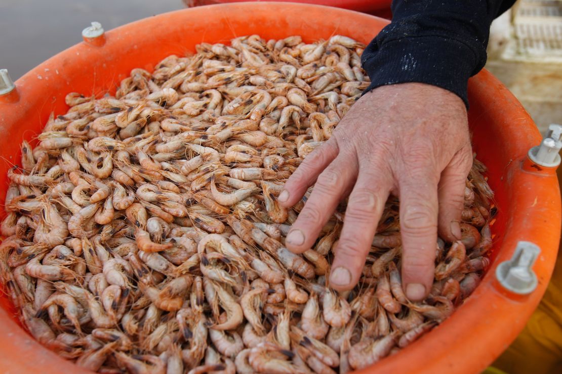 Shrimp shells are among the new feedstocks being used to produce bioplastics. 