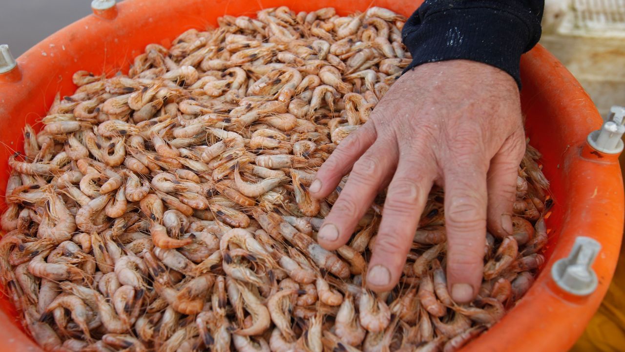 Shrimp shells are among the new feedstocks being used to produce bioplastics. 