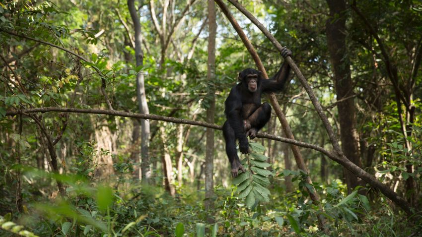 SOMORIA, GUINEA - NOVEMBER 30:  xxx year old Sam sits in a tree during one of his daily bushwalks at the Chimpanzee Conservation Centre (CCC) on November 30, 2015 in Somoria, Guinea. The CCC is a sanctuary and a rehabilitation centre for orphaned chimpanzees and is supported in part by Project Primate, Inc., a US NGO. The centre is located on the Banks of the River Niger in the Haut Niger National Park in Guinea, West Africa and consists of around 6000 square km of Savannah and tropical dry forests. The CCC currently looks after 50 Western Chimpanzees, one of the most endangered sub species of chimpanzee. Most of the animals were orphaned and subsequently rescued after being taken as babies in the wild from their family groups. According to the Great Apes Survival Partnership, (GRASP), for every young Chimpanzee rescued, around 10 of its family members will have likely been killed in the process. The centre rehabilitates and cares for the animals, and ultimately aims to release them back into the wild, a process that take over 10 years. The animals often suffer from physical and psychological damage, but with care, attention and compassion from the keepers and volunteers, the animals begin the long process of gaining independence and learning how to survive in the wild. As they develop they are slowly integrated back into larger family groups until they are ready for their eventual release when possible.  (Photo by Dan Kitwood/Getty Images)