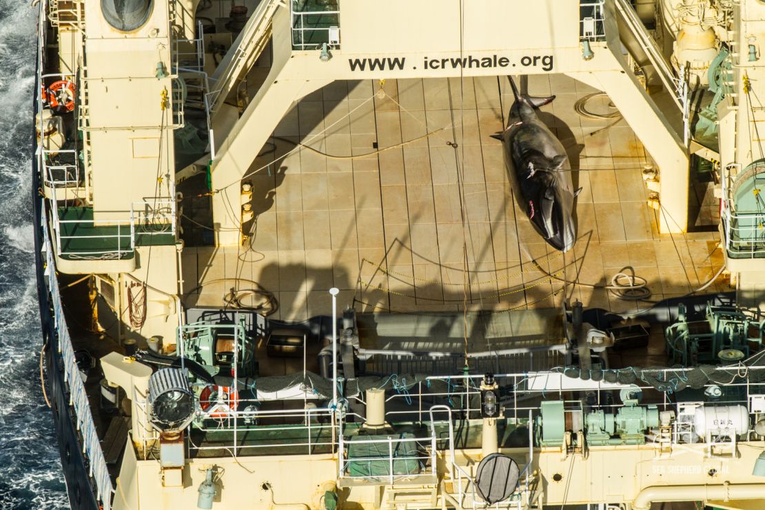 The carcass of a minke whale is seen on a ship. In January, Sea Shepherd said it caught Japanese poachers trying to cover up the whale.