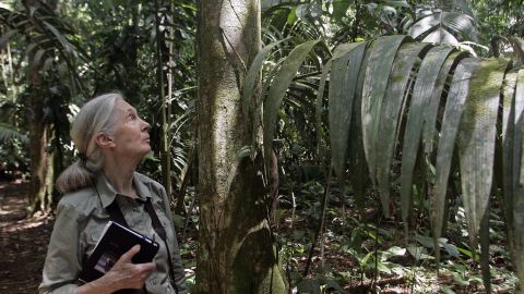 British primatologist Jane Goodall during a 2007 visit to Costa Rica. Goodall is best known for her studies on chimpanzees, but in recent years has worked to grow her Roots & Shoots program that  involves children and young people with projects related with animals, the environment and the human community.  