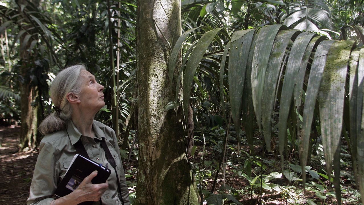 British primatologist Jane Goodall looks at a tree 02 September, 2007, at La Selva Biological Station in Sarapiqui, 80kms noreast from San Jose. Goodall, best-known for her studies on chimpanzees, visits Costa Rica to see the course of her program "Roots & Shoots" involving children and young people with projects related with animals, the enviromental and the human community.  AFP PHOTO/Mayela LOPEZ (Photo credit should read MAYELA LOPEZ/AFP/Getty Images)