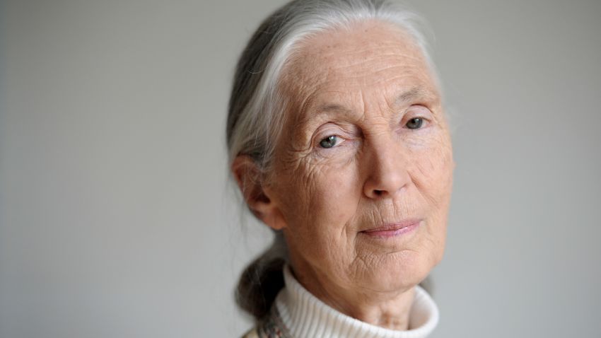 POUR ILLUSTRER LE PAPIER : "LA NATURE EST +COMME UN ORCHESTRE QUI PERD SES MUSICIENS UN PAR UN+" - British primatologist and conservationist Jane Goodall poses on June 21, 2010 in Paris, during a visit as part of the International Year of Biodiversity. Goodall's 1960s research on chimpanzees changed perceptions of relations between humans and animals. UN Messenger of Peace since 2002, she also heads a project in the forests of East Africa that aims to combat deforestation by allowing rural dwellers to profit directly from the conservation of their natural environment. AFP PHOTO BERTRAND GUAY (Photo credit should read BERTRAND GUAY/AFP/Getty Images)