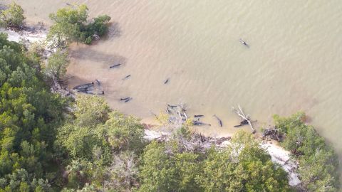 Officials said 81 false killer whales have died in a mass stranding near the Florida Everglades.