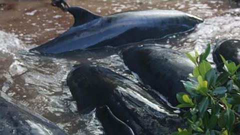 A total of 95 false killer whales were stranded near the Florida Everglades.