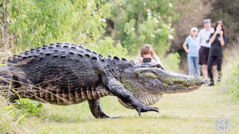 Some researchers believe trypophobia has evolutionary ties. In a paper published in 2013, Arnold Wilkins and Geoff Cole of the University of Essex presented the theory that many of the world's most dangerous animals, such as alligators, crocodiles, snakes, and poisonous fish, have clusters of bumps and holes on their skin. Perhaps the aversion could be some sort of innate flight-fight response to dangerous or poisonous animals?