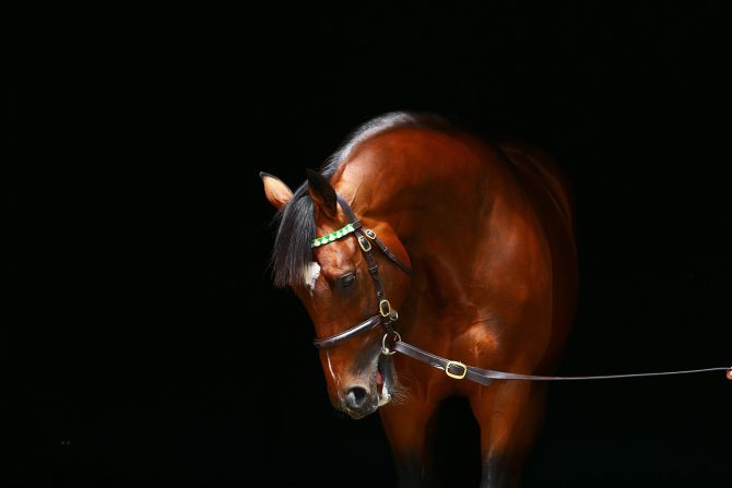 Pictured is Frankel -- Pineyrua's favorite horse to photograph -- who was adjudged the world's <a href="index.php?page=&url=http%3A%2F%2Ffrankel.juddmonte.com%2F" target="_blank" target="_blank">highest-rated racehorse</a> in 2011.