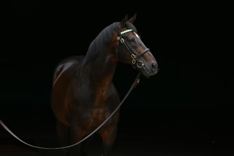 He is the sire of Dansili (pictured,) whose most notable victory came in France at the Prix du Muguet in 2000. 