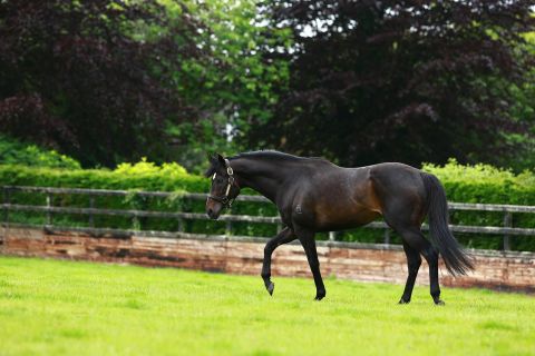 In 2011, So You Think won <a href="http://coolmore.com/stallions/so-you-think/" target="_blank" target="_blank">more prize money</a> in Britain and Ireland than any other horse -- including Frankel.