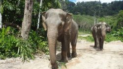 thaliand phuket elephant sanctuary 1
