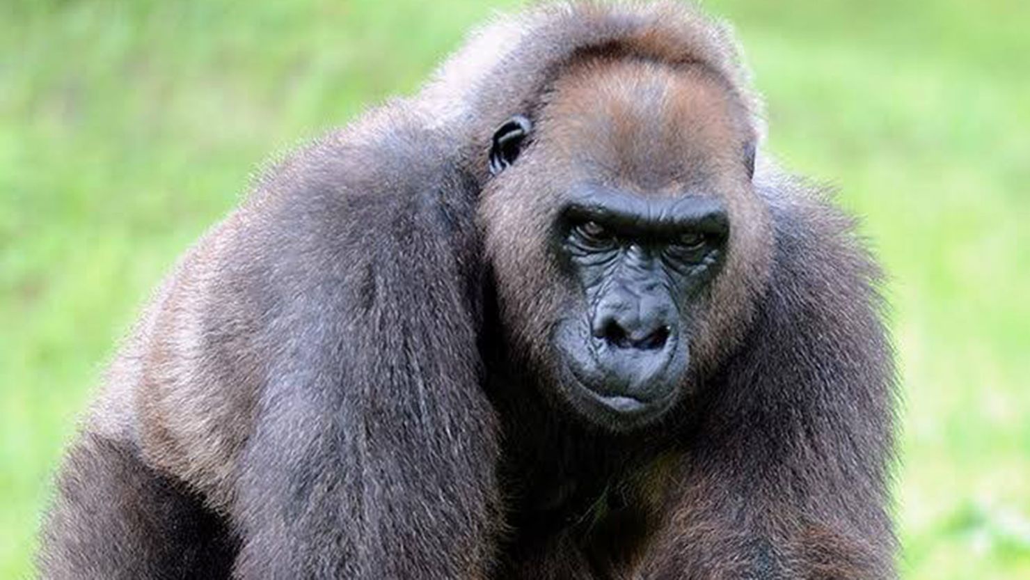 Josephine, grandmother of Harambe, has died at 49, Miami zoo officials say.