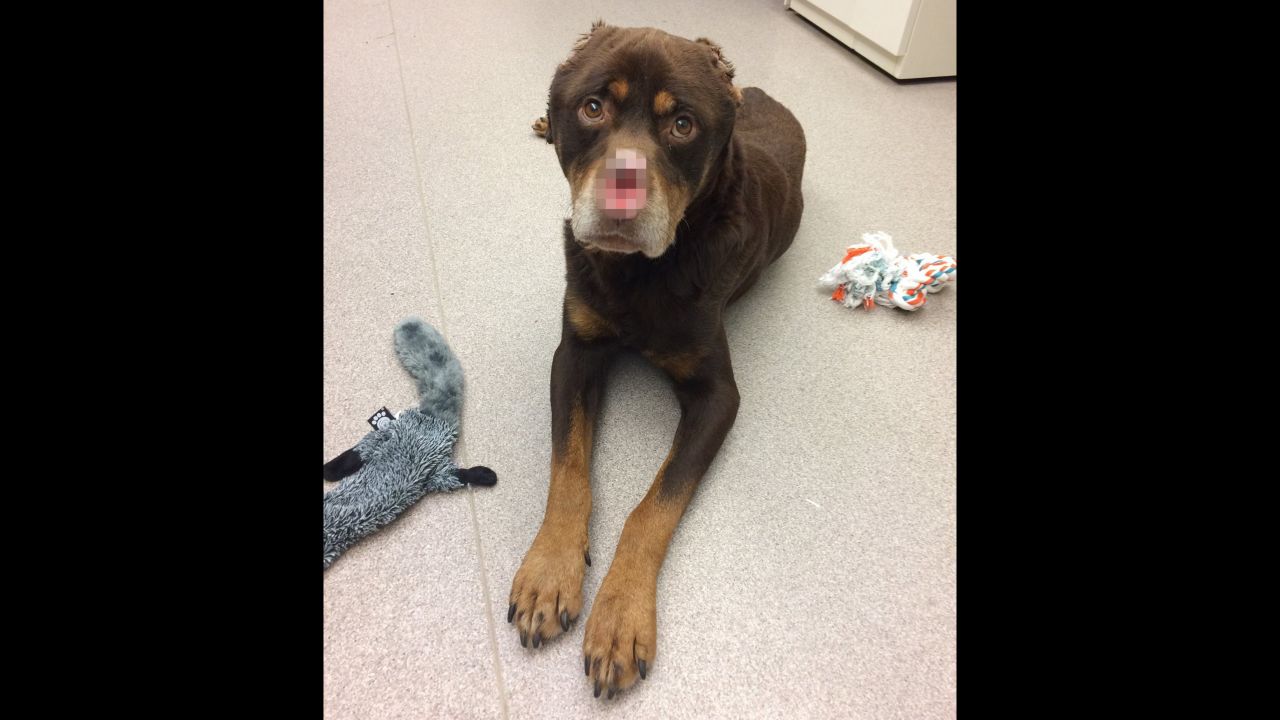 The Michigan Humane Society posted a blurred photo of the disfigured dog, a brown and tan Rottweiler, and offered a $2,500 reward for information leading to the arrest and conviction of the person responsible for the abuse.<br />